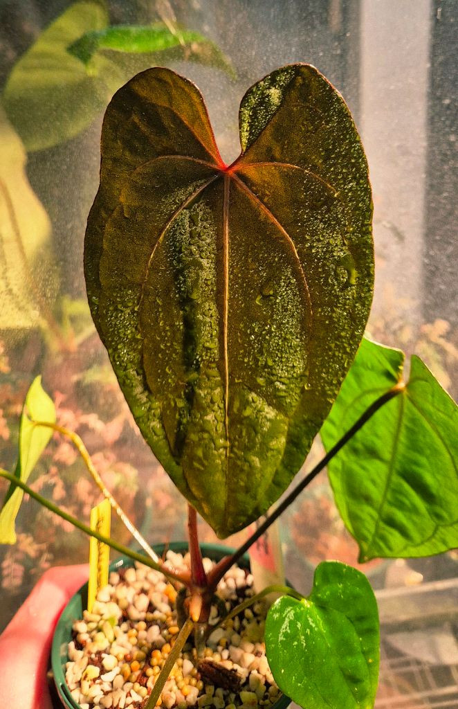 (가격내림)RVDP x 파필퍼플--3