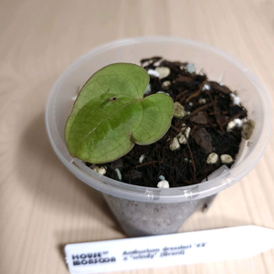 안스리움 드레스RG클론#2(JVf2)x윈디 (그랜트)