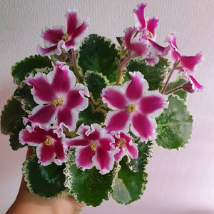 미니 바이올렛 가루셀의