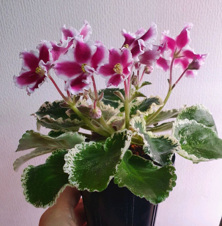 미니 바이올렛 가루셀의--1