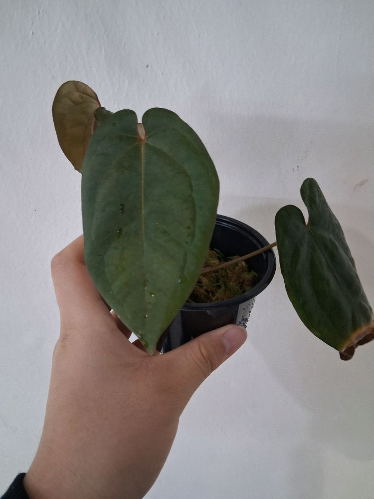 안스리움 에오스 bvep--1