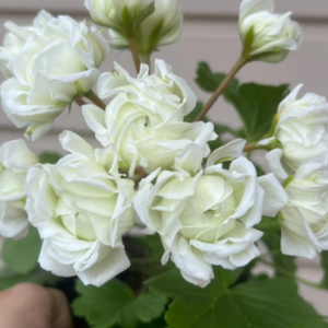 제라늄. 심 샤르도네