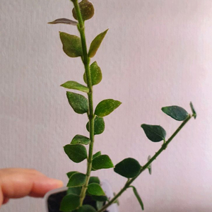 호야 칭흥엔시스