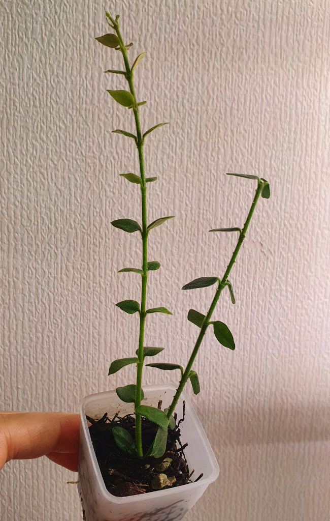 호야 칭흥엔시스--1