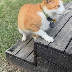 rtx3080 구매합니다