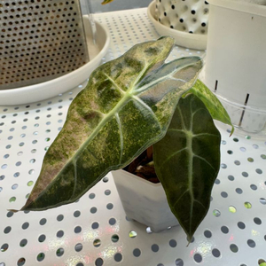 알로카시아 폴리스플래쉬 자구묘(모주사진o)