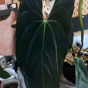 안스리움 그린지니 셀프 #2