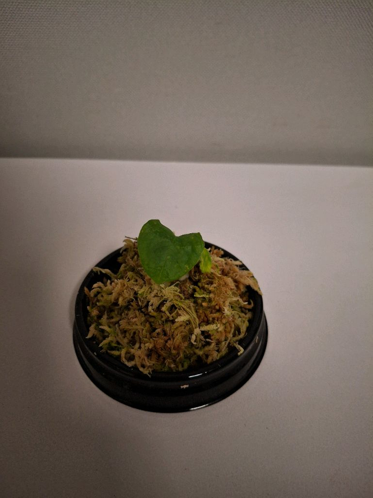 안스리움 그린지니 셀프 #2--1