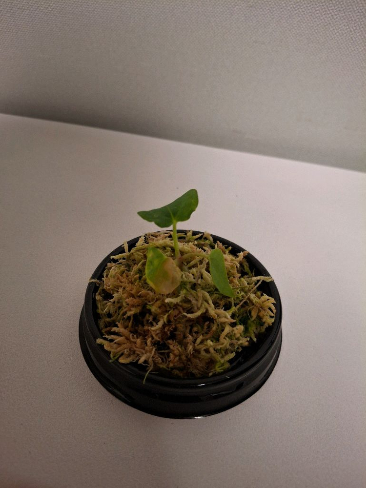 안스리움 그린지니 셀프 #2--2