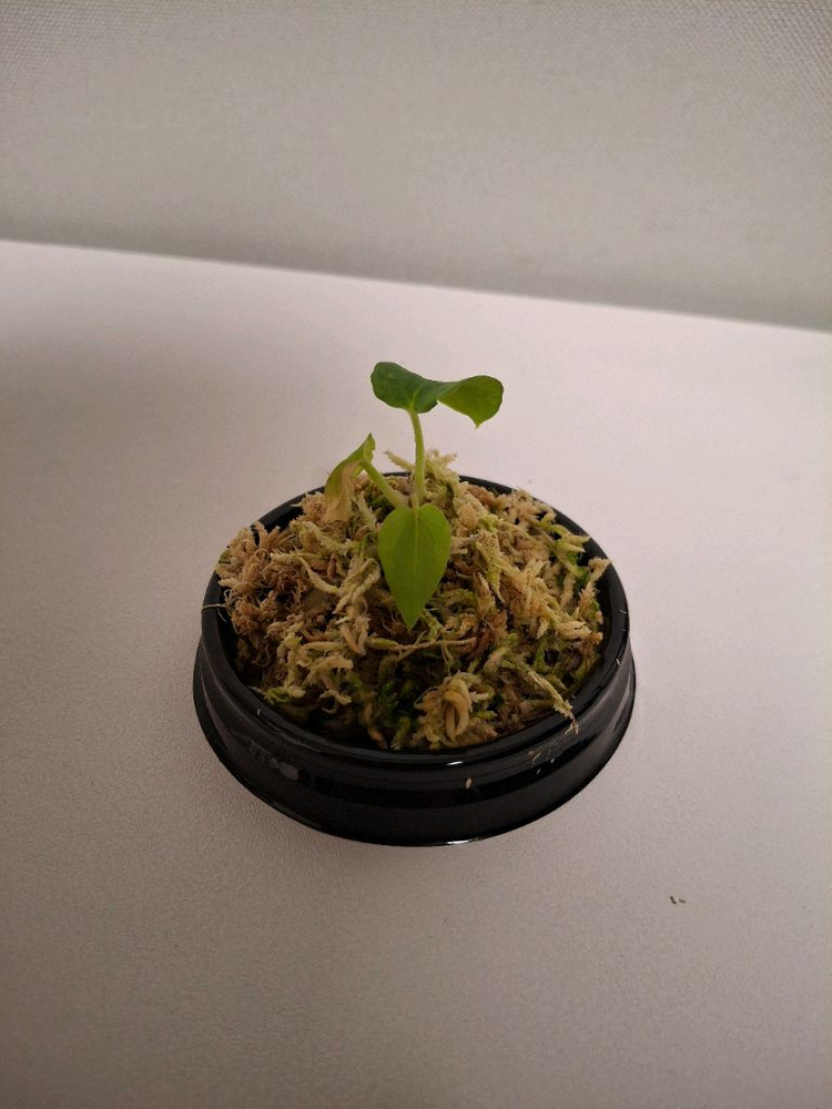 안스리움 그린지니 셀프 #2--3