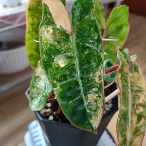 필로덴드론 빌리에티에 바리에가타