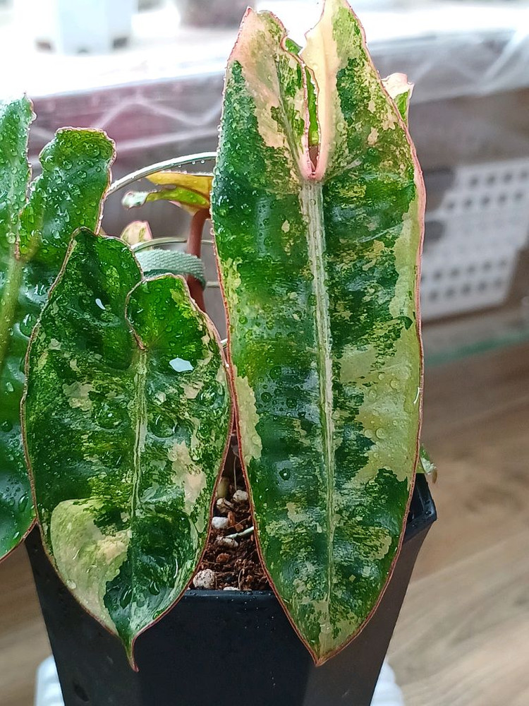필로덴드론 빌리에티에 바리에가타--1