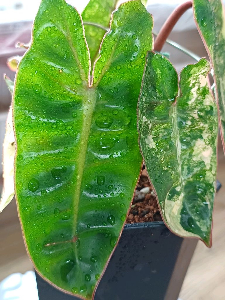 필로덴드론 빌리에티에 바리에가타--3