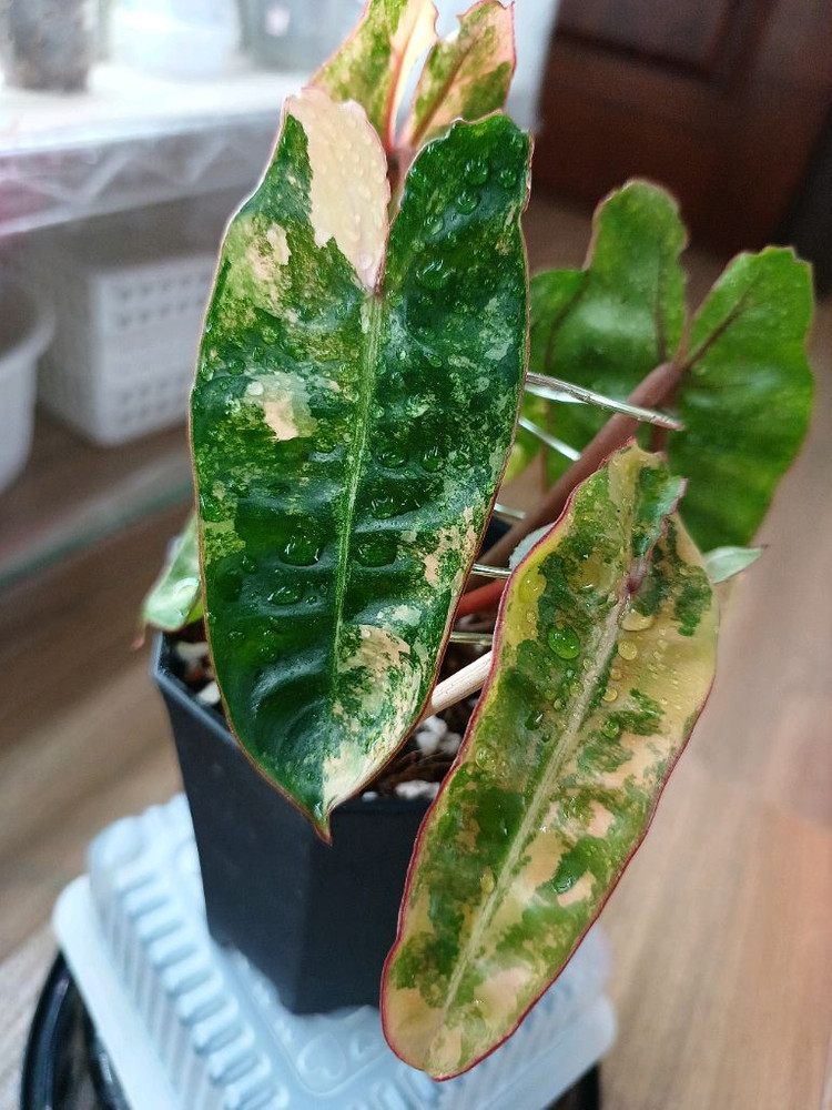 필로덴드론 빌리에티에 바리에가타--4