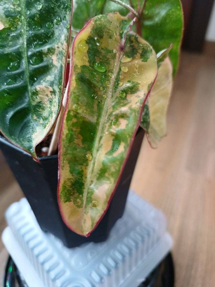 필로덴드론 빌리에티에 바리에가타--5