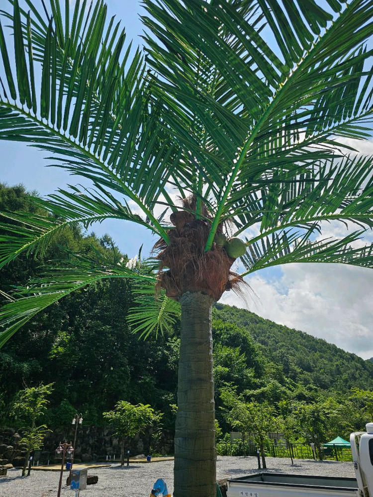 대형 인조 야자나무 조화 맞춤제작 / 전국시공--4