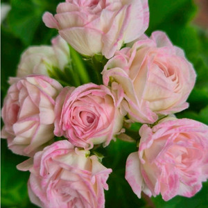 UV25.20 러시아제라늄 중품이상