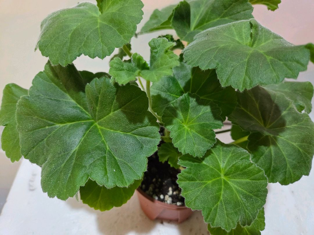 UV25.20 러시아제라늄 중품이상--1