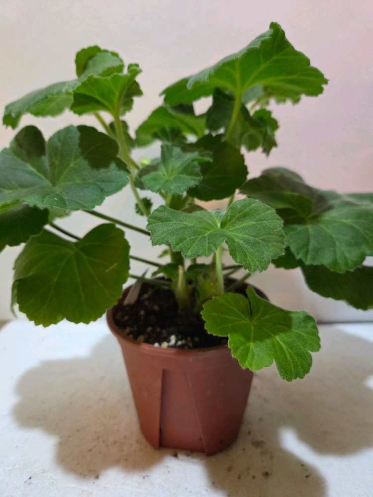 UV25.20 러시아제라늄 중품이상--2