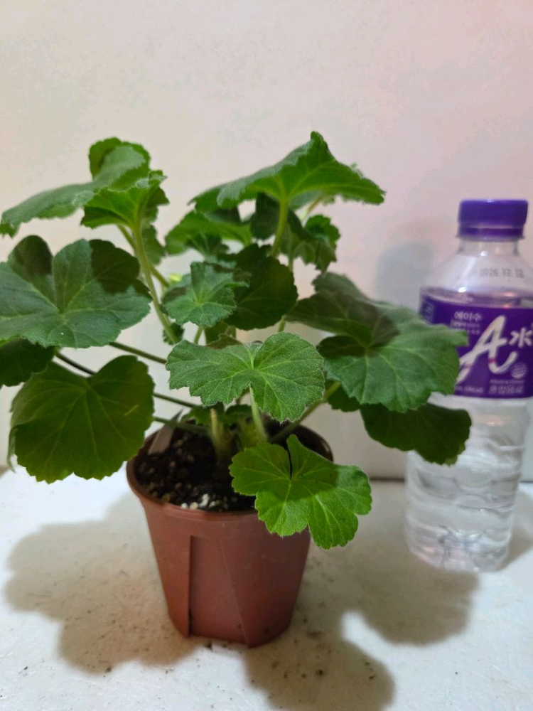 UV25.20 러시아제라늄 중품이상--3