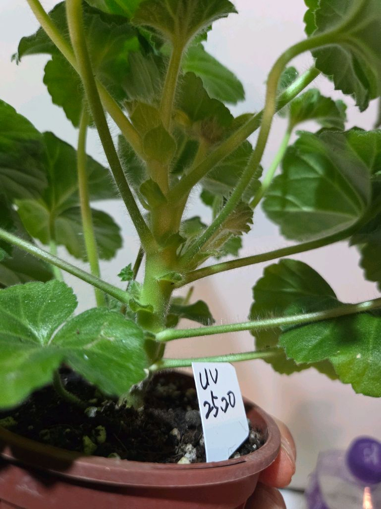 UV25.20 러시아제라늄 중품이상--4