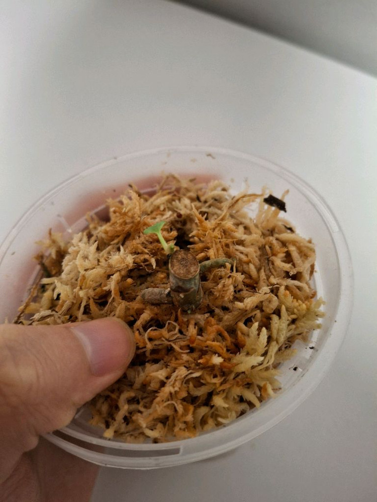 안스리움 대거--2