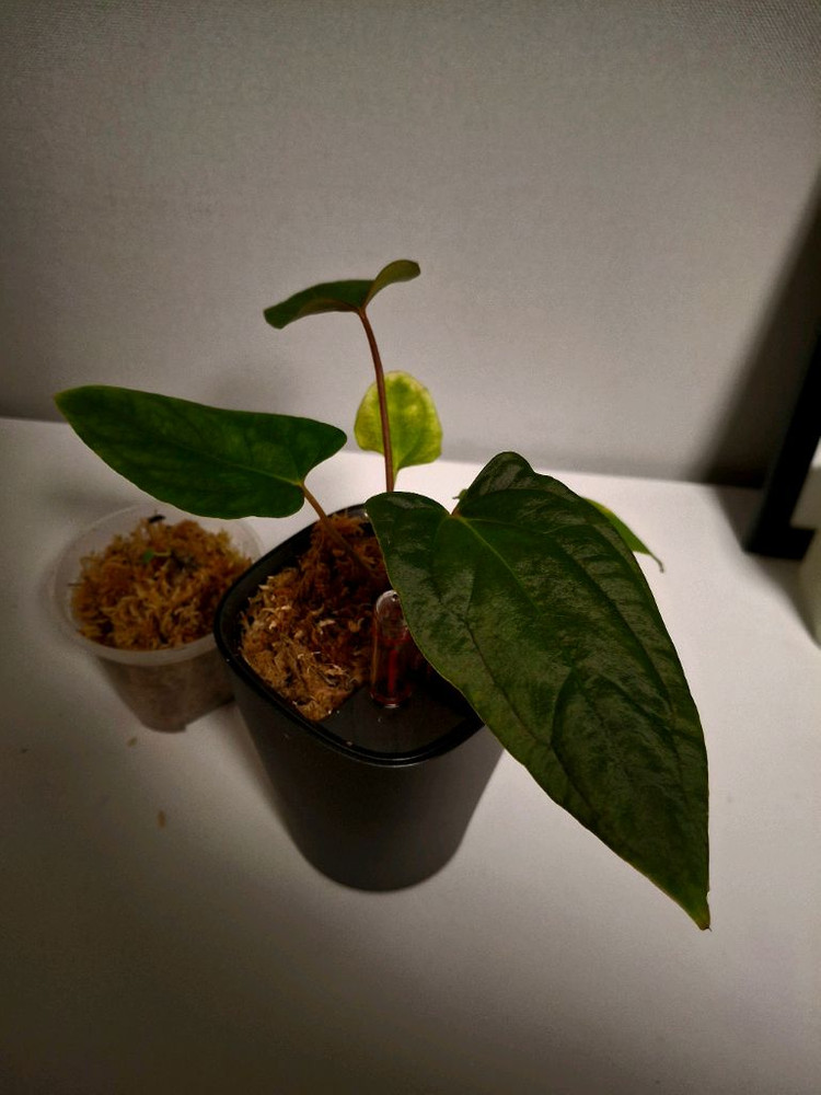 안스리움 대거--3