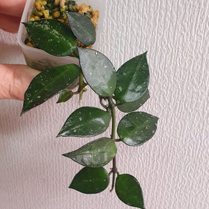 호야 크로니아나블랙