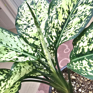 아글레오네마 스노우 사파이어