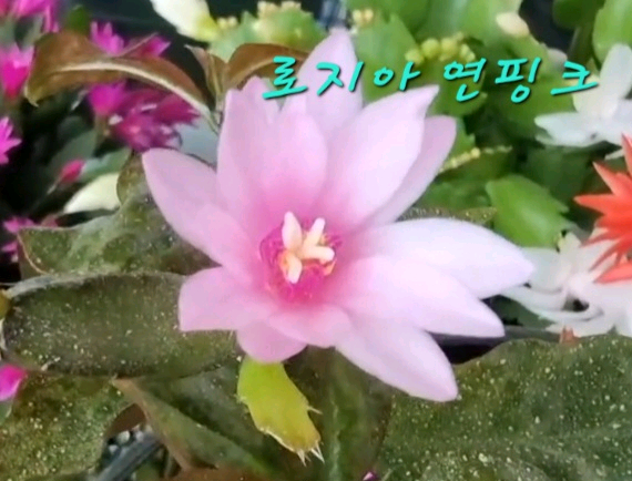 로지아 게발선인장 (수입)--2