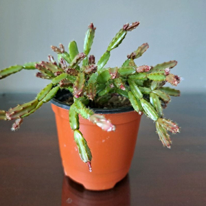 로지아 게발선인장 (수입)