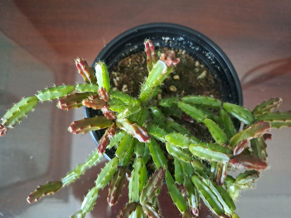 로지아 게발선인장 (수입)--1