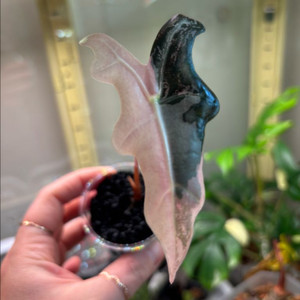 알로카시아 노빌리스 바리에가타