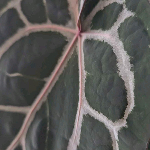 안스리움 미쉘자라 닥터블락 바텀