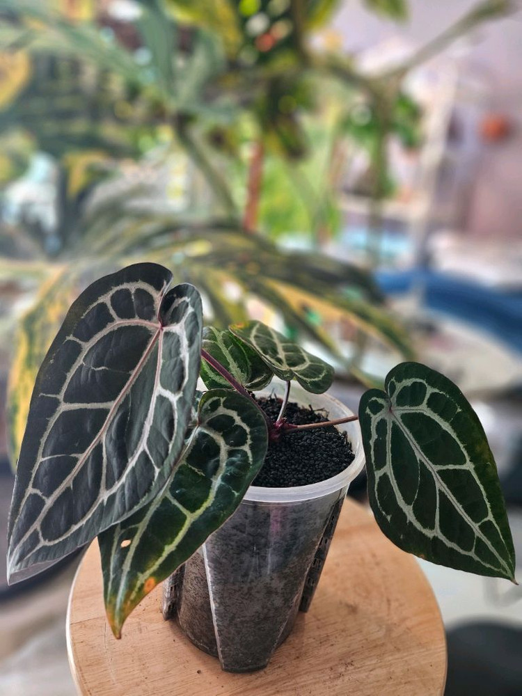 안스리움 미쉘자라 닥터블락 바텀--1