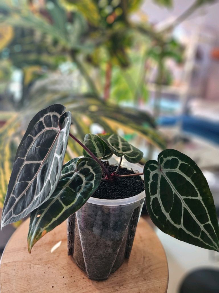 안스리움 미쉘자라 닥터블락 바텀--3