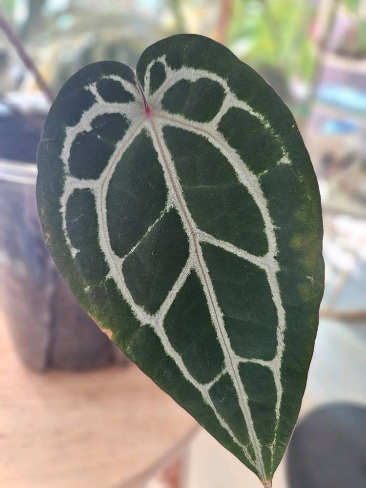 안스리움 미쉘자라 닥터블락 바텀--4