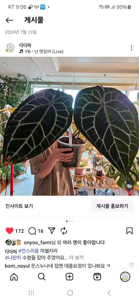 안스리움 미쉘자라 닥터블락 바텀--5