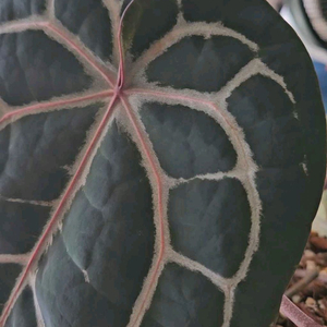 안스리움 미쉘자라 닥터블락 3촉