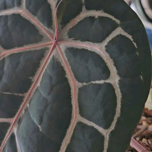 안스리움 미쉘자라 닥터블락 3촉