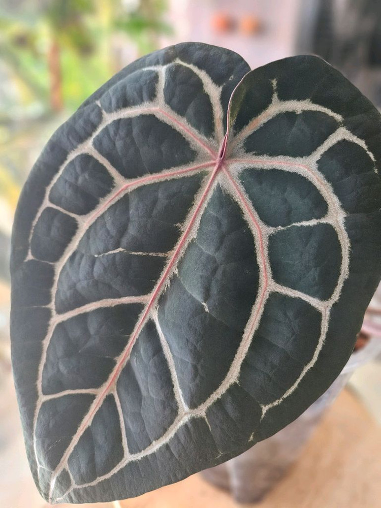 안스리움 미쉘자라 닥터블락 3촉--1