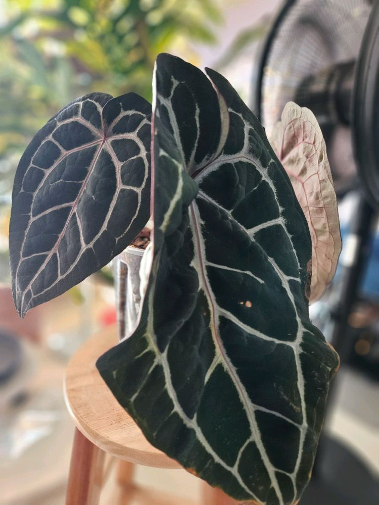 안스리움 미쉘자라 닥터블락 3촉--2