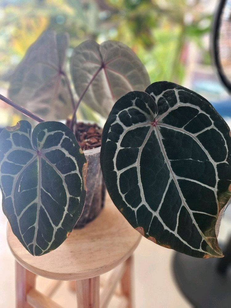 안스리움 미쉘자라 닥터블락 3촉--3