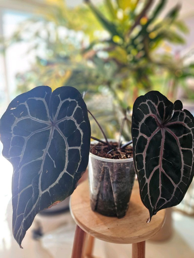 안스리움 미쉘자라 닥터블락 3촉--4