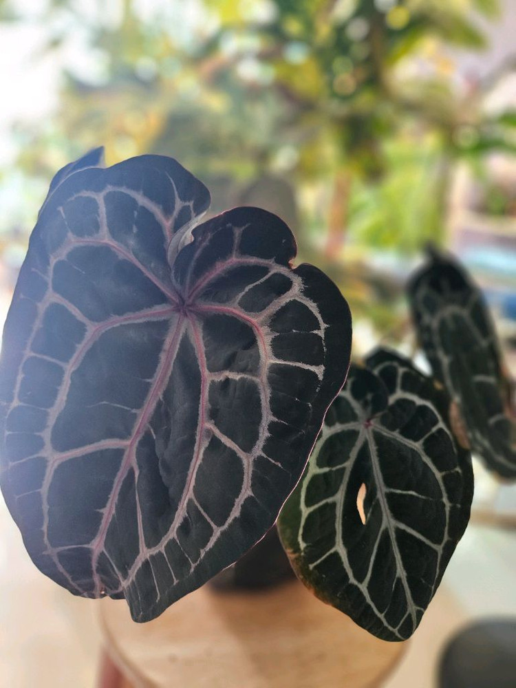 안스리움 미쉘자라 닥터블락 3촉--5