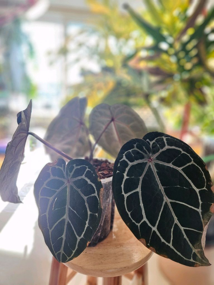 안스리움 미쉘자라 닥터블락 3촉--6