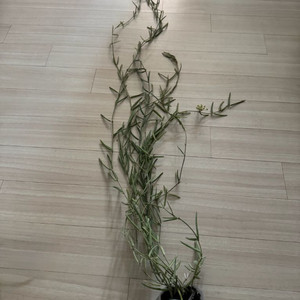 호야 리네아리스 10줄기