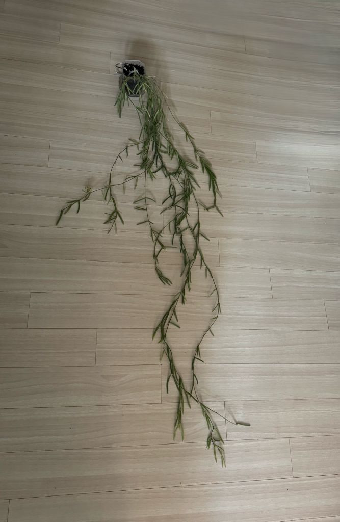 호야 리네아리스 10줄기--1