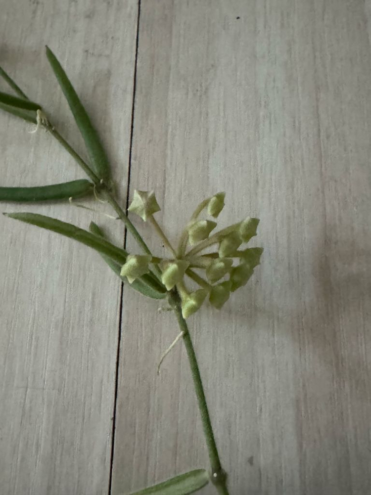 호야 리네아리스 10줄기--2