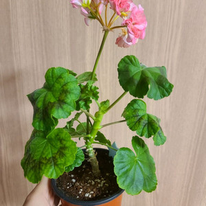 한국 제라늄 블루레이스